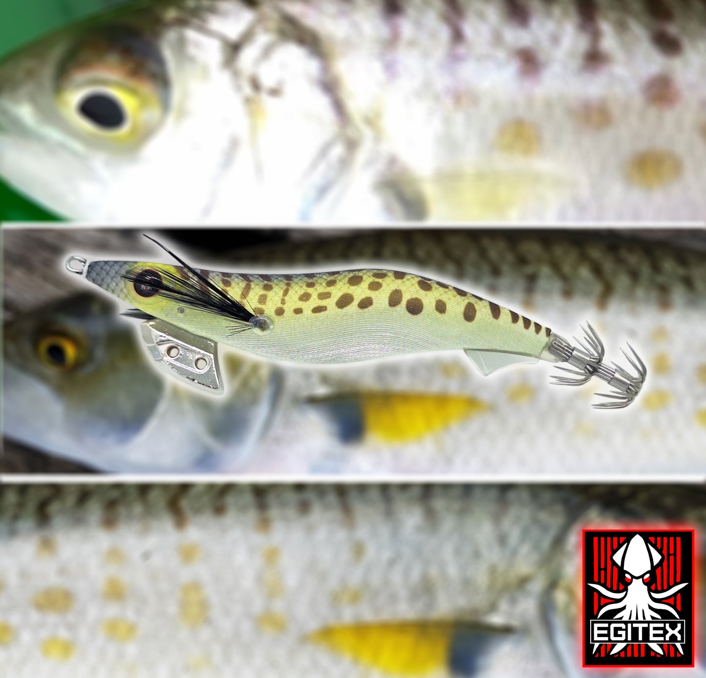 Egitex Wildscales Series: Australian Salmon
